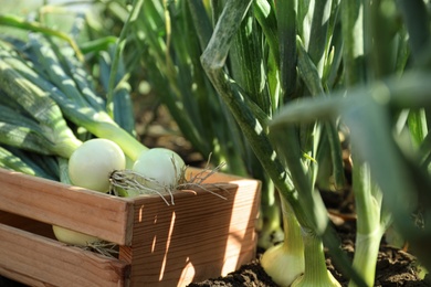 Photo of Wooden crate with fresh green onions in field, closeup