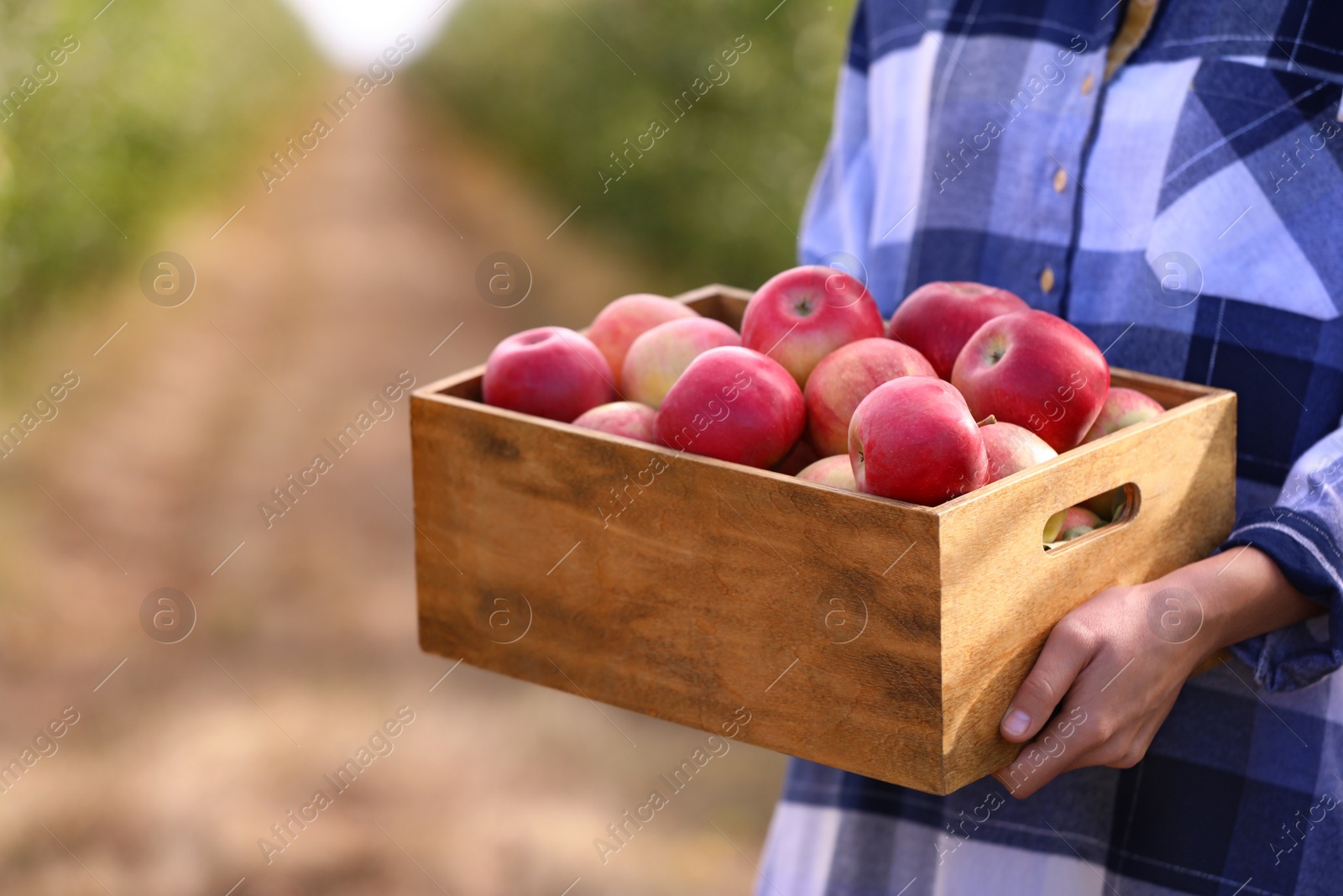 Photo of Young woman holding wooden crate with ripe apples outdoors, closeup