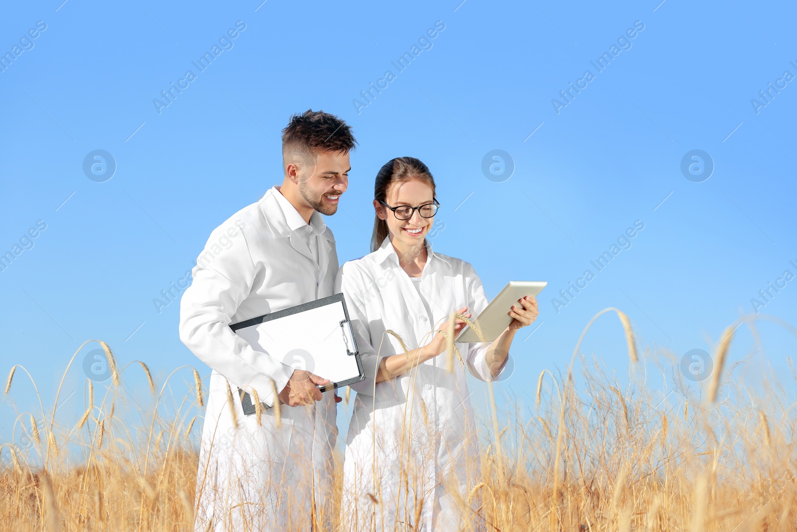 Photo of Agronomists in wheat field. Cereal grain crop