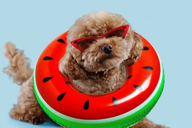 Cute Maltipoo dog with stylish sunglasses and swim ring on light blue background