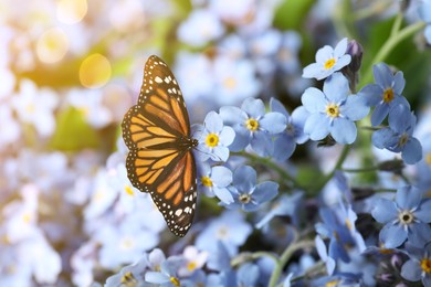 Image of Beautiful butterfly on forget-me-not flower in garden, closeup. Bokeh effect