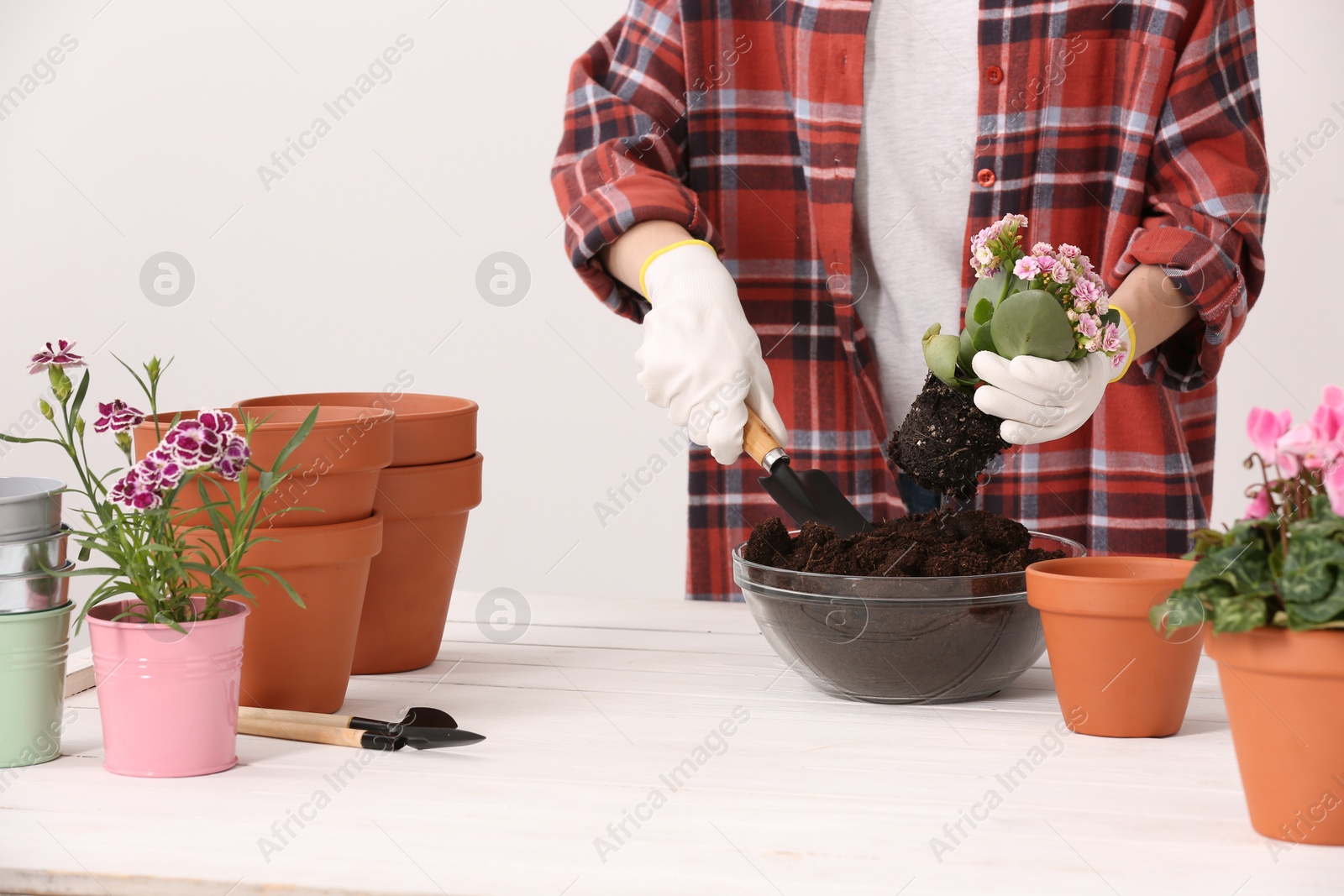 Photo of Transplanting houseplants. Woman with gardening tools, flowers and empty pots at white table indoors, closeup