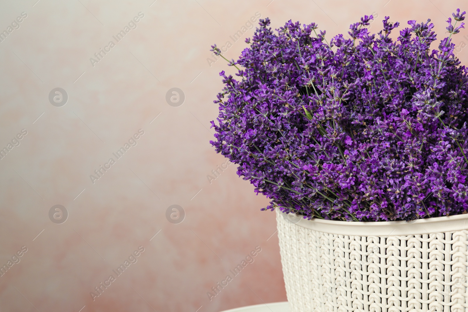 Photo of Beautiful lavender flowers in plastic basket against pink background, closeup. Space for text