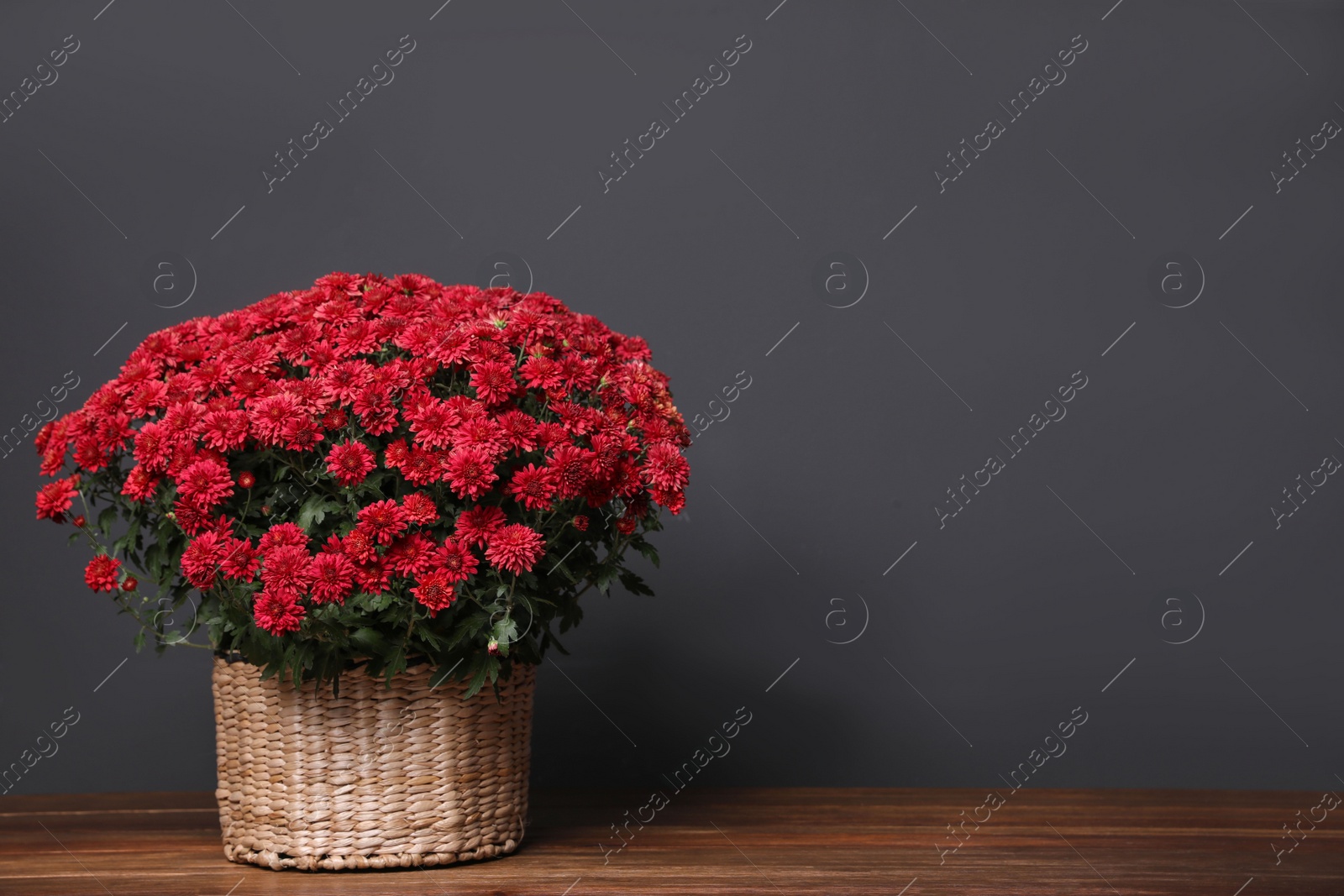 Photo of Basket with red chrysanthemum flowers on wooden table against dark grey background. Space for text