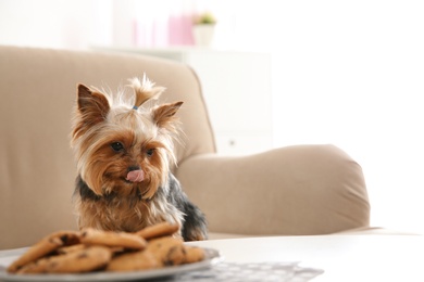 Photo of Yorkshire terrier on sofa near plate with cookies indoors, space for text. Happy dog