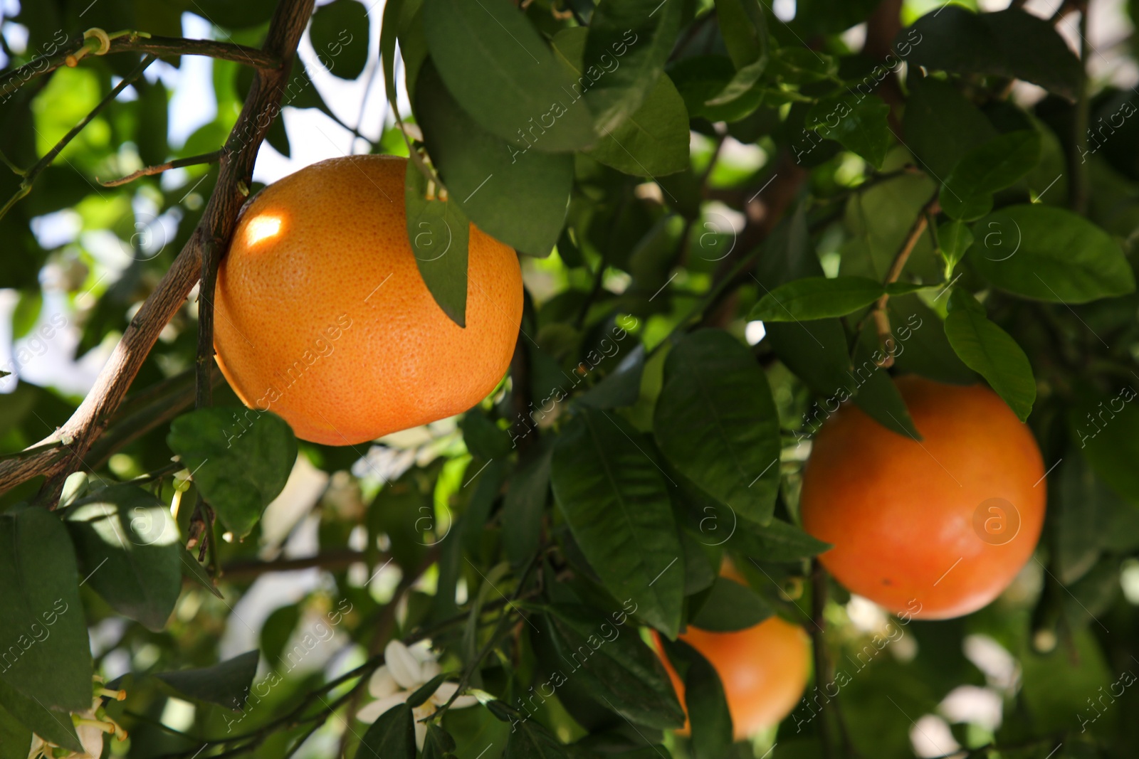 Photo of Fresh ripe grapefruits growing on tree outdoors