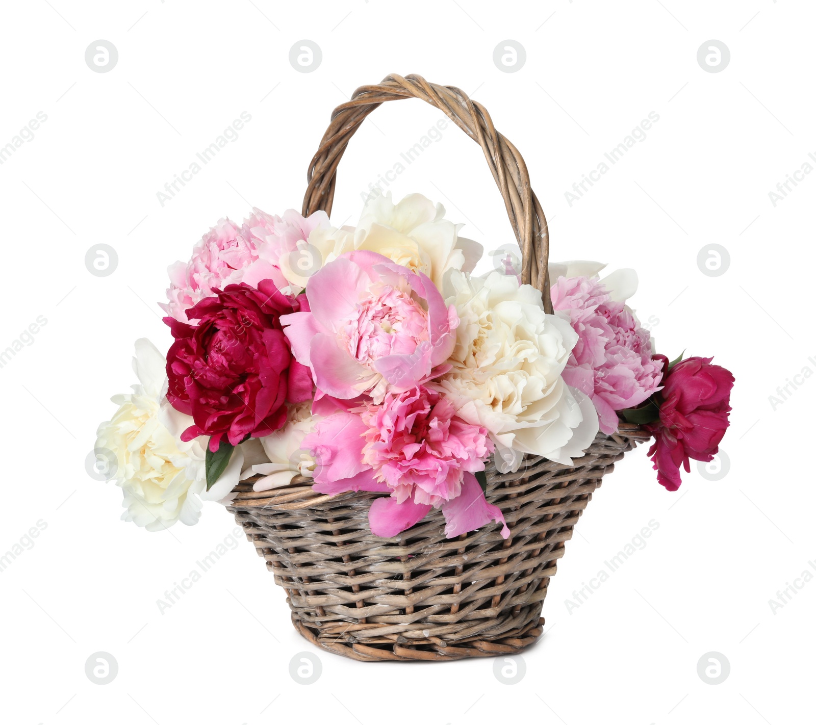 Photo of Beautiful peonies in wicker basket isolated on white