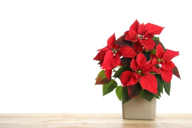 Red Poinsettia in pot on wooden table, space for text. Christmas traditional flower