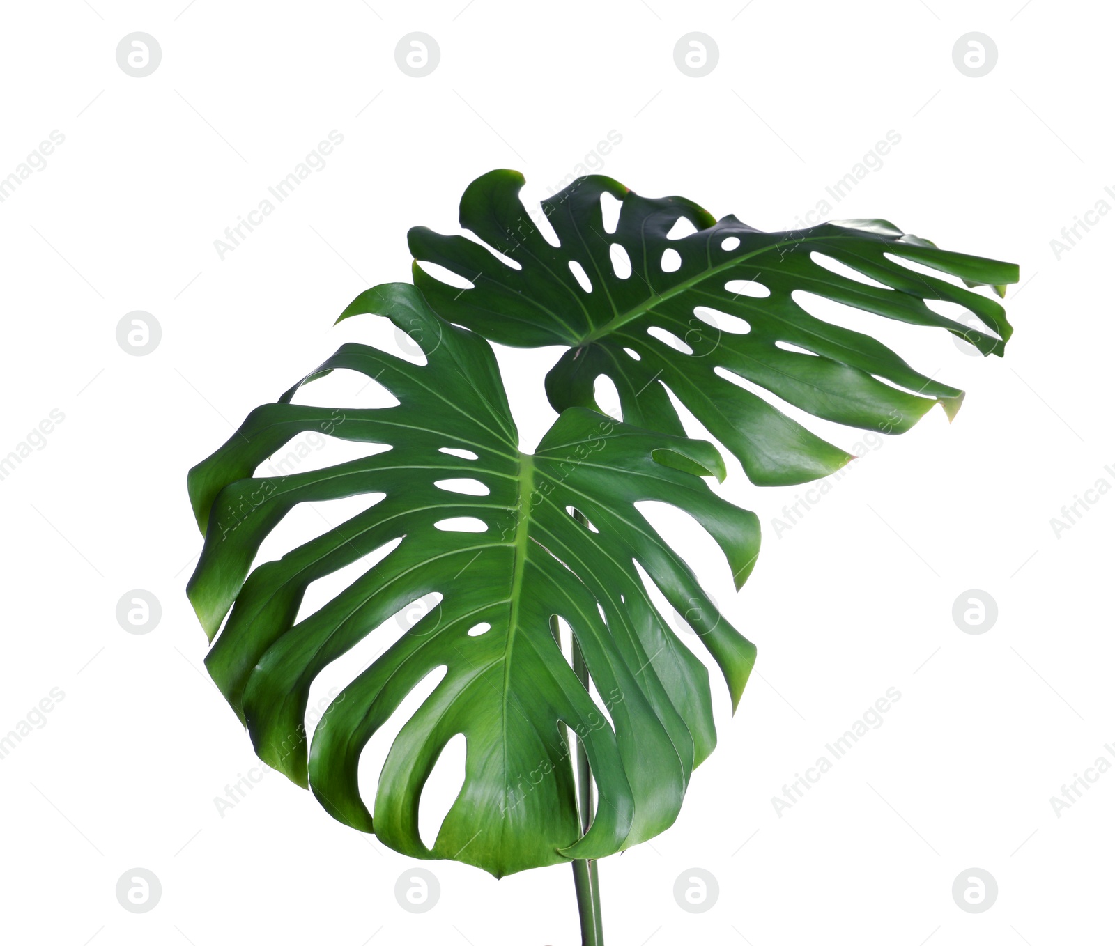Photo of Green fresh monstera leaves on white background. Tropical plant