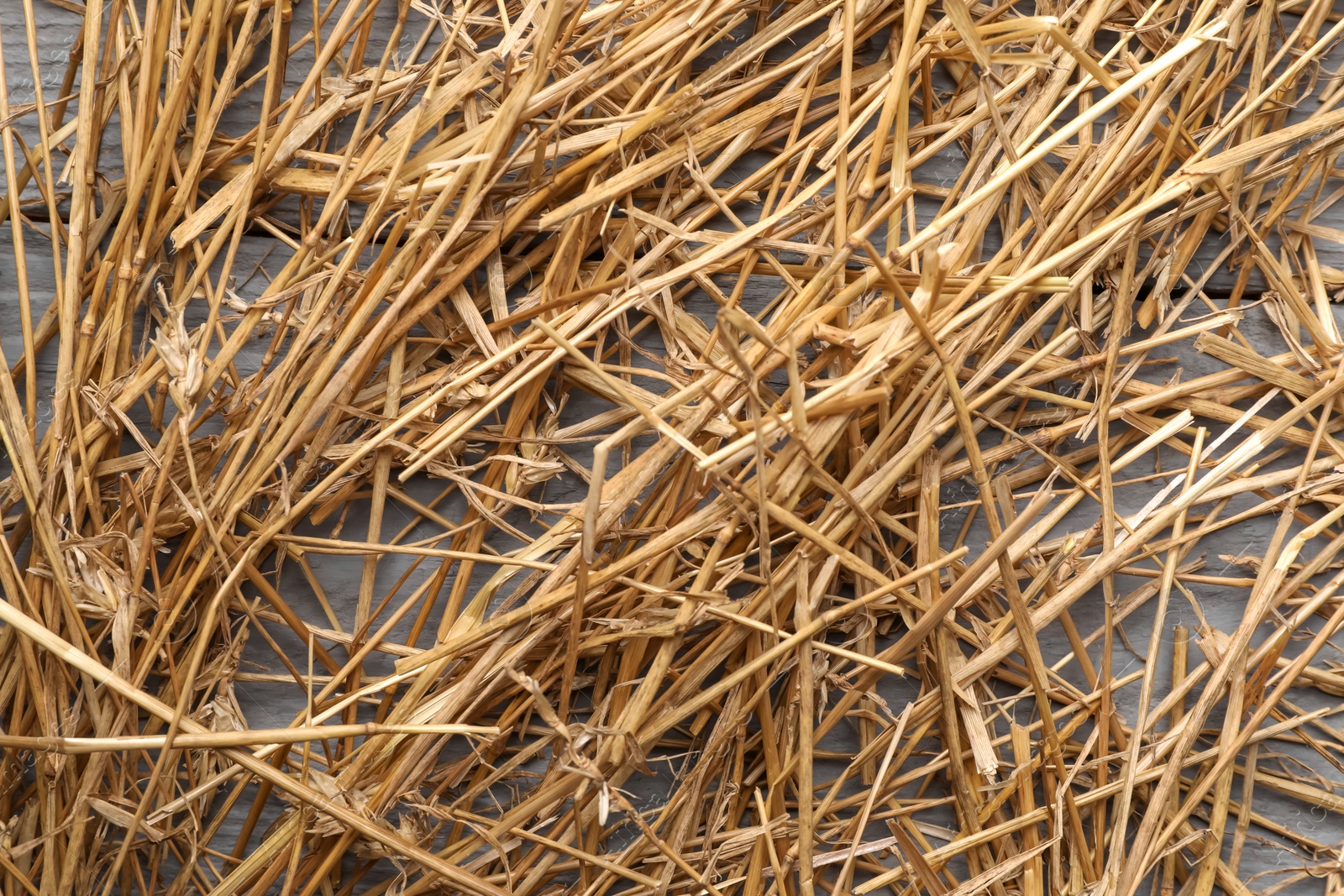 Photo of Pile of dried straw on grey wooden table, top view