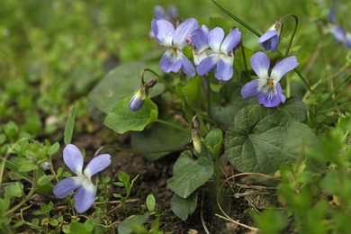 Beautiful wild violets blooming in forest. Spring flowers