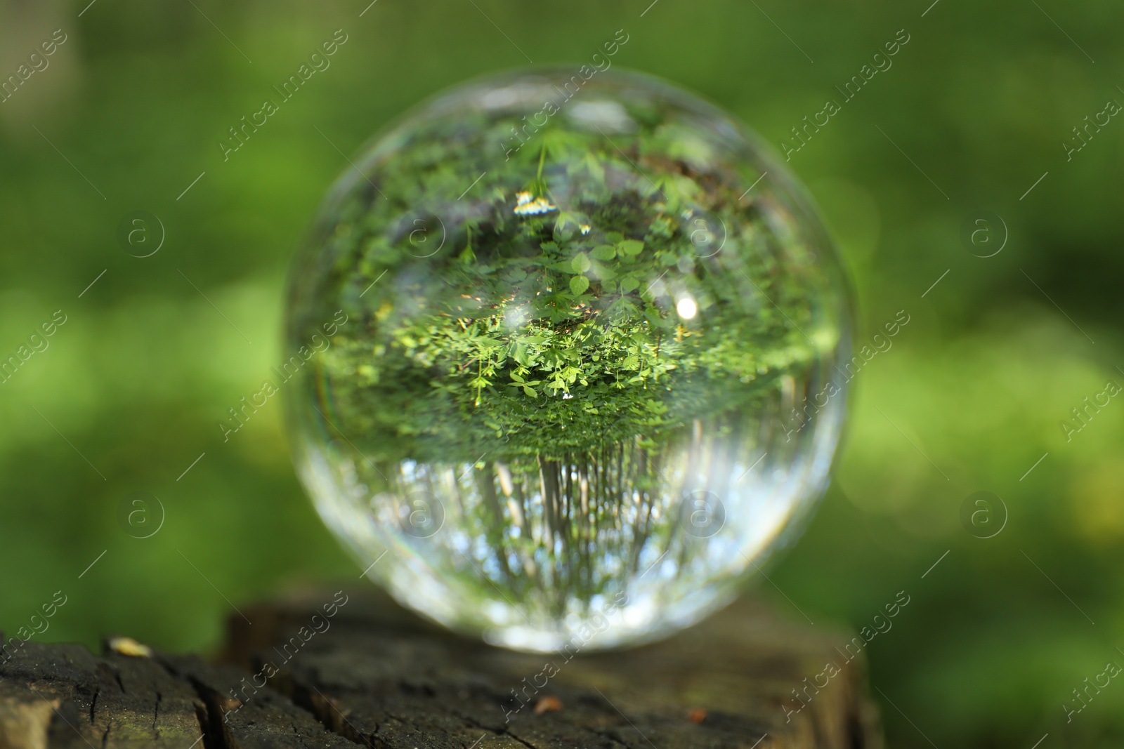 Photo of Beautiful green trees outdoors, overturned reflection. Crystal ball on stump in forest