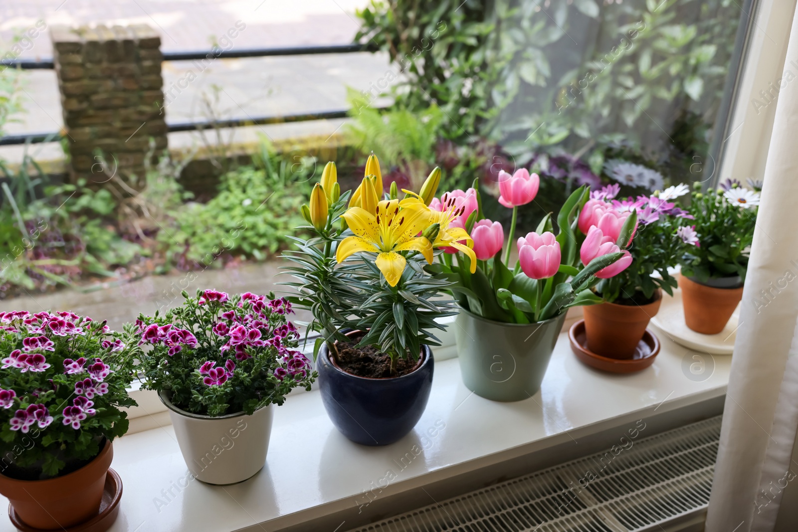 Photo of Many beautiful blooming potted plants on windowsill indoors