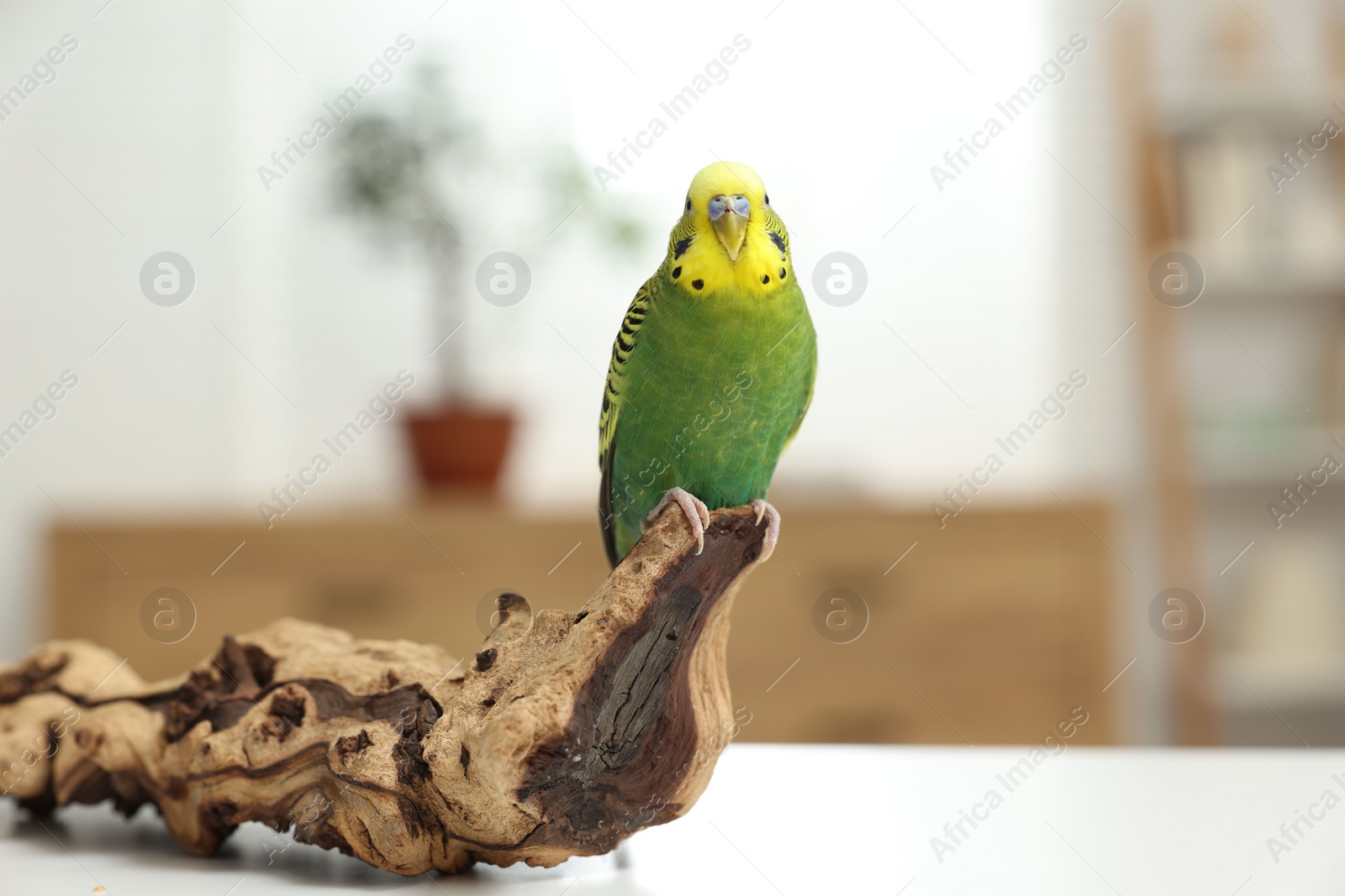 Photo of Pet parrot. Beautiful budgerigar siting on snag on table indoors, space for text