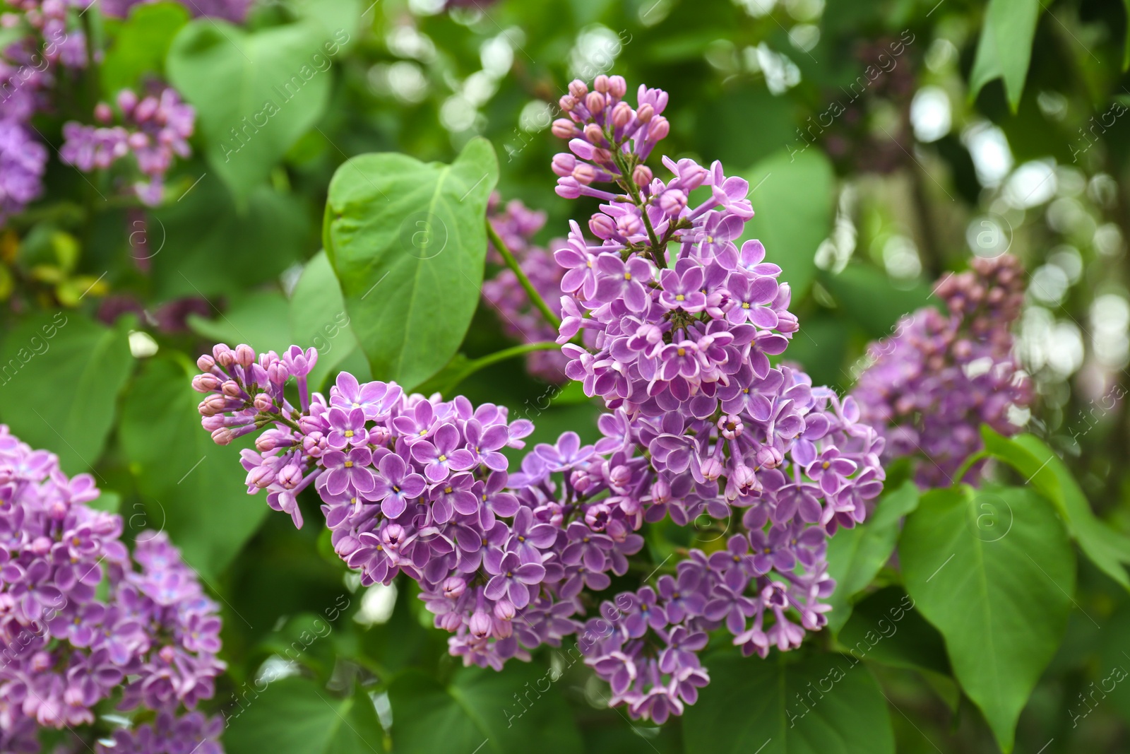 Photo of Blossoming lilac outdoors on spring day