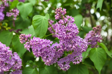 Blossoming lilac outdoors on spring day