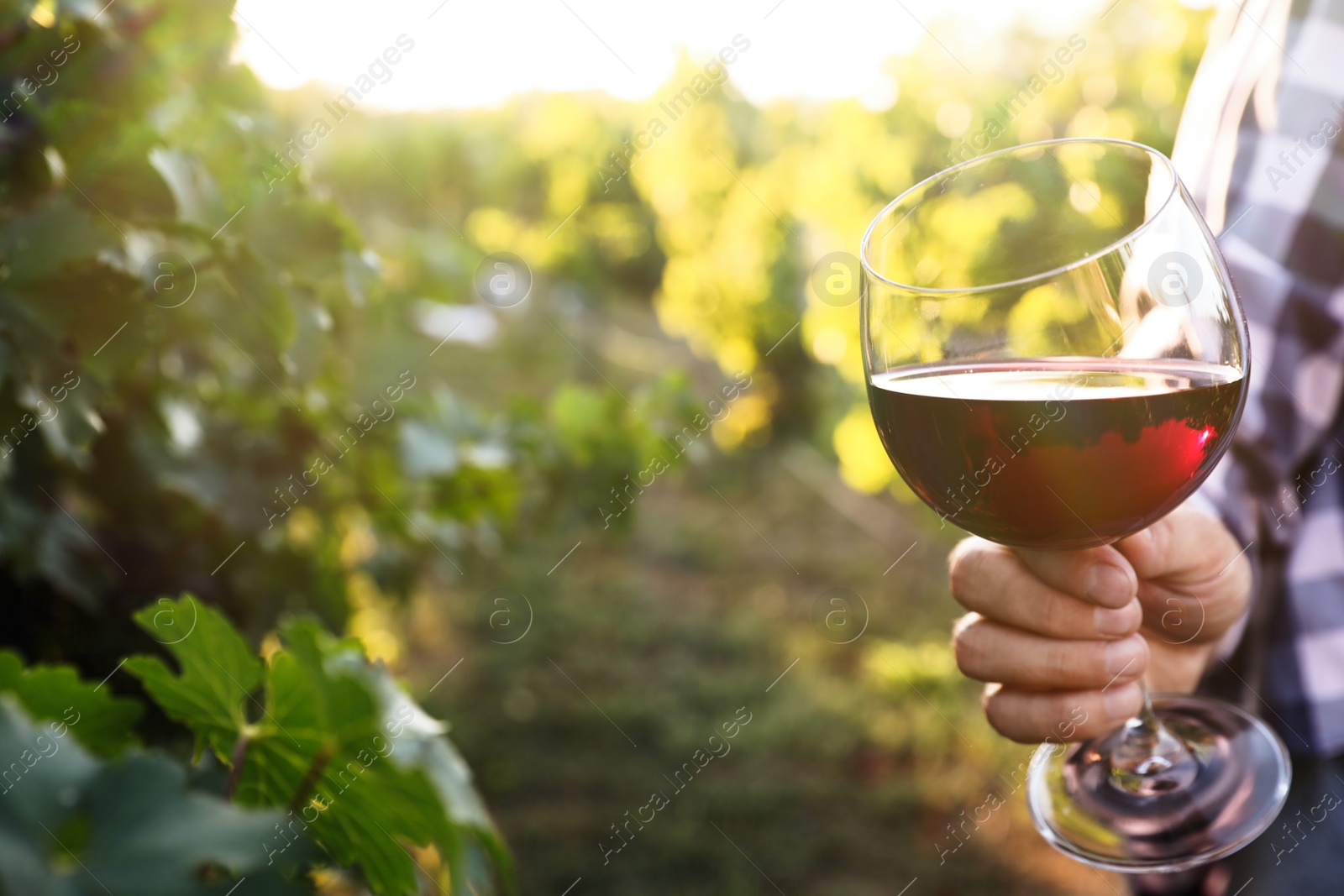 Photo of Man holding glass of wine in vineyard, closeup