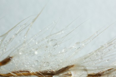 Beautiful feather with water drops as background, macro view