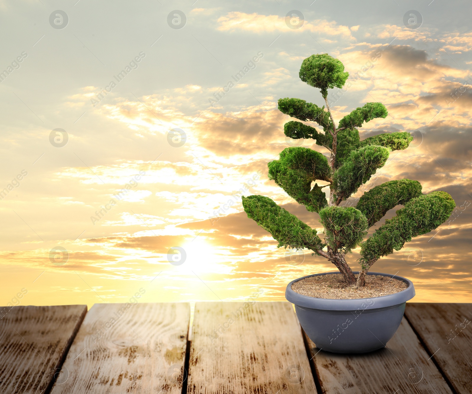 Image of Beautiful bonsai tree in pot on wooden table outdoors at sunset, space for text