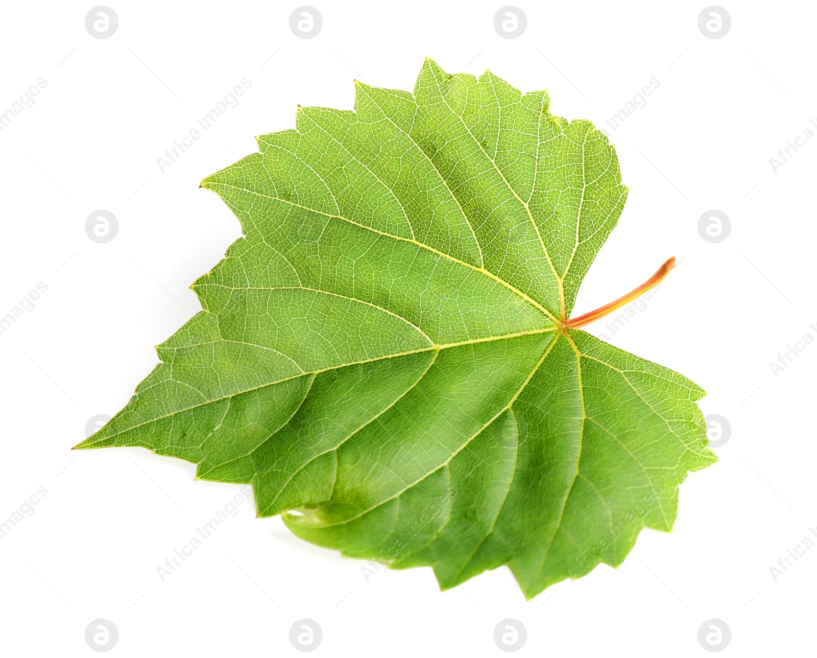 Photo of Fresh green grape leaf on white background