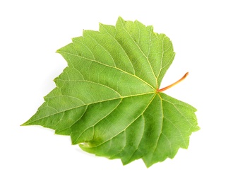 Photo of Fresh green grape leaf on white background