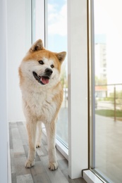 Photo of Cute Akita Inu dog near window indoors