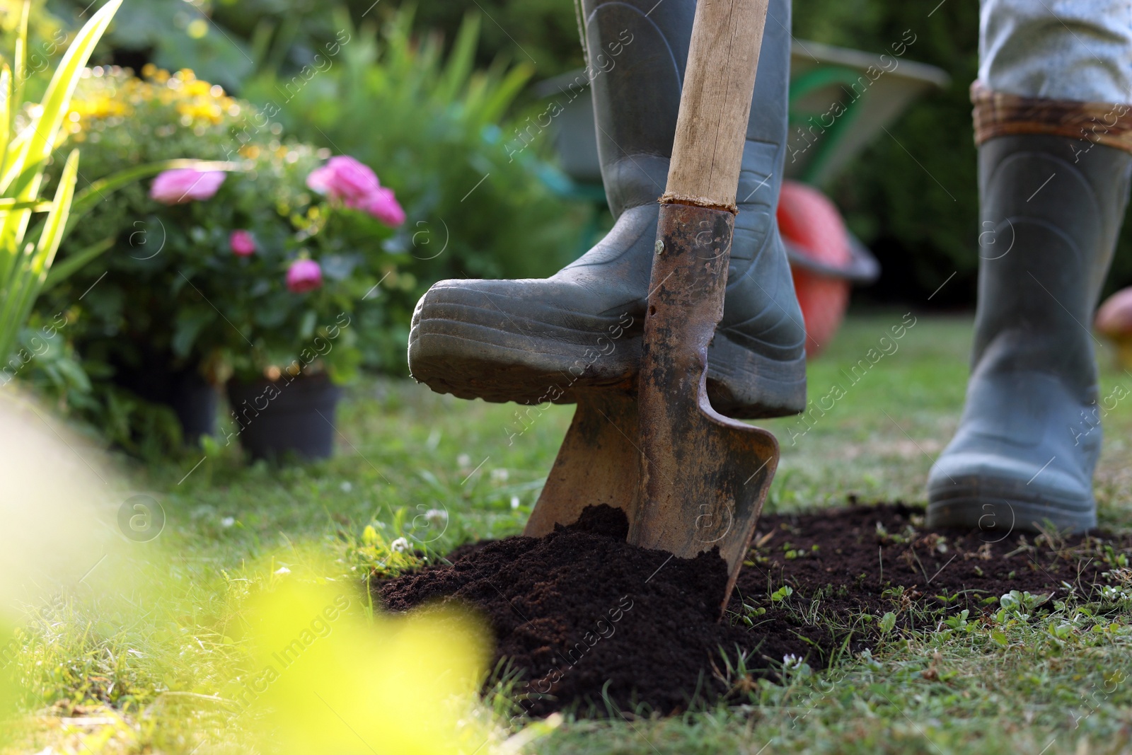 Photo of Man digging soil with shovel outdoors on sunny day, closeup. Gardening time