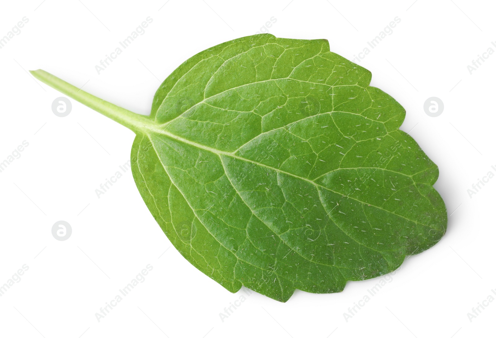 Photo of Fresh lemon balm leaf isolated on white, top view