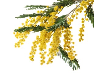 Photo of Beautiful mimosa plant with yellow flowers isolated on white