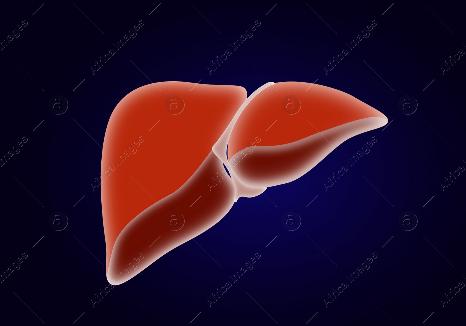 Illustration of  liver on dark blue background. Human anatomy 