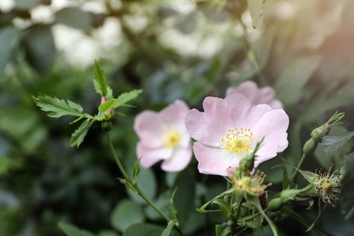 Photo of Briar rose bush with beautiful flowers outdoors