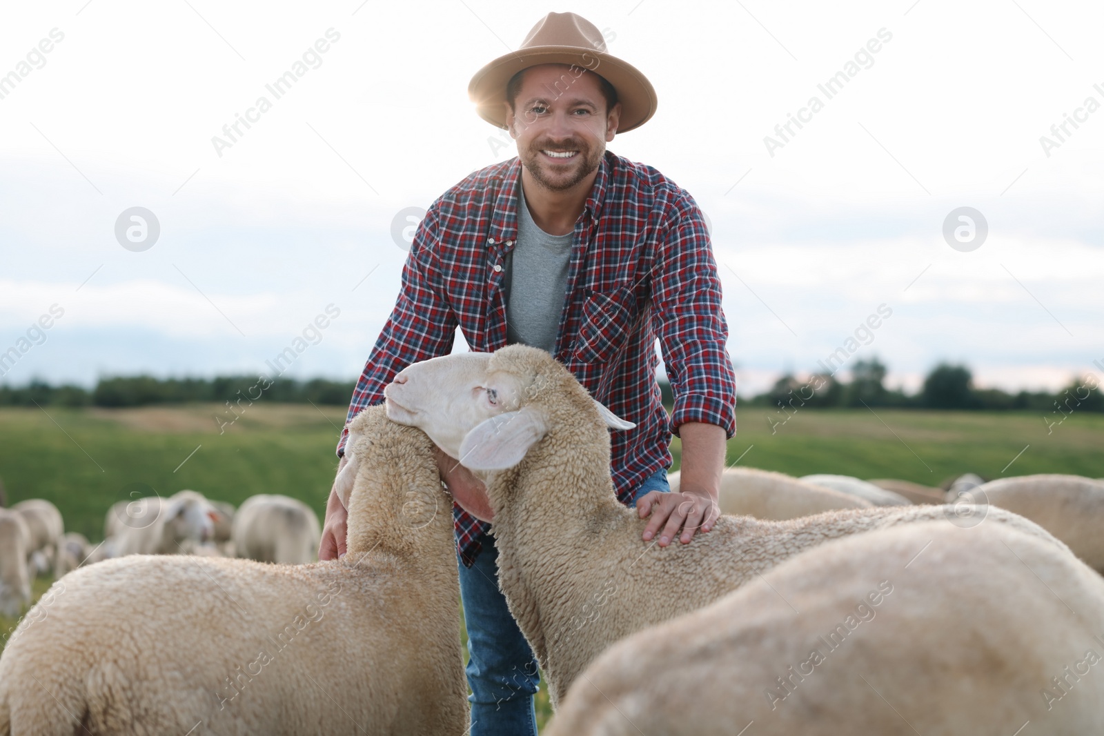 Photo of Smiling man with sheep on pasture at farm