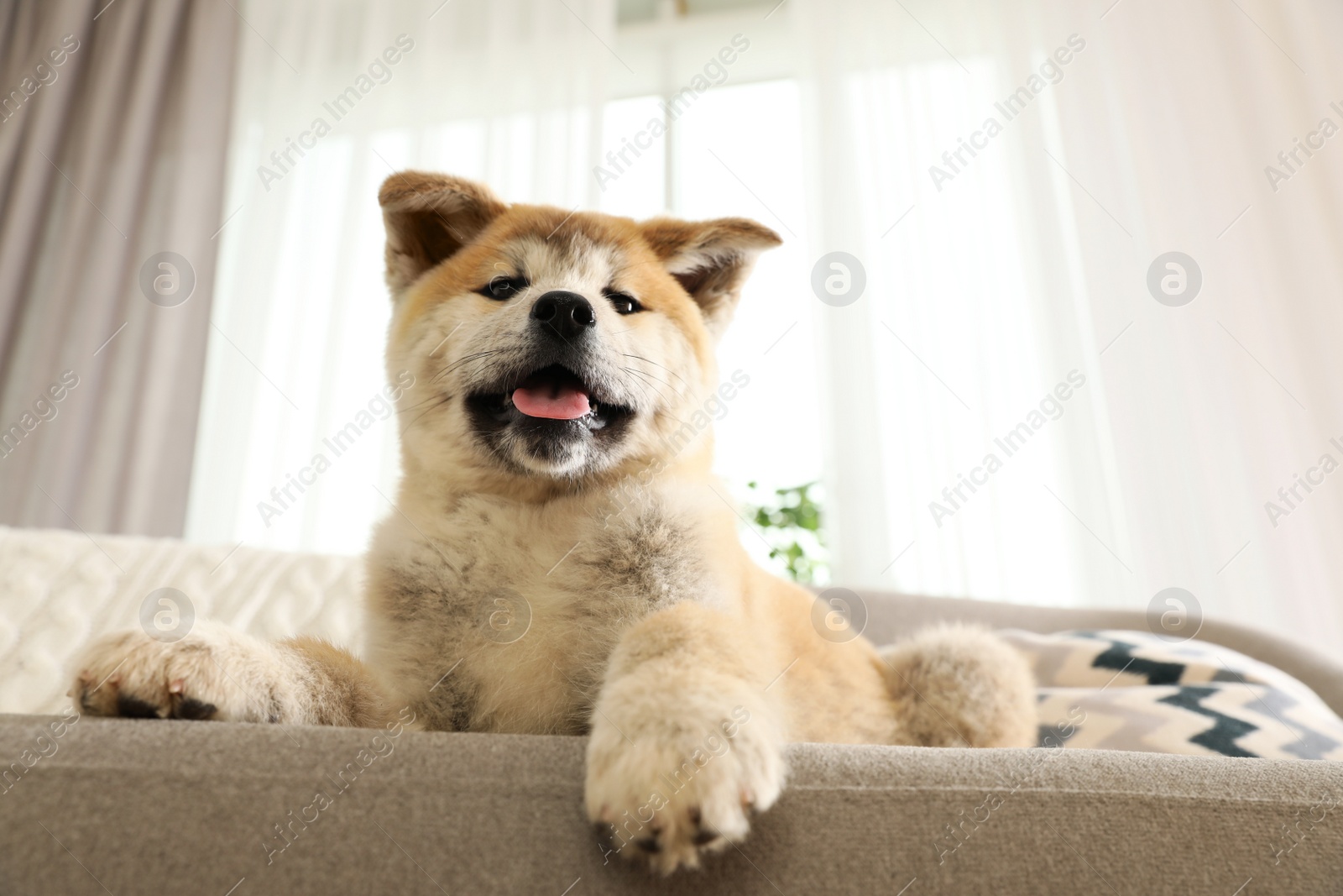 Photo of Funny akita inu puppy on sofa in living room