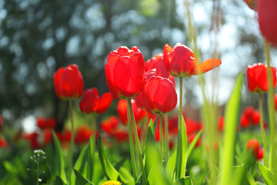 Blossoming tulips outdoors on sunny spring day