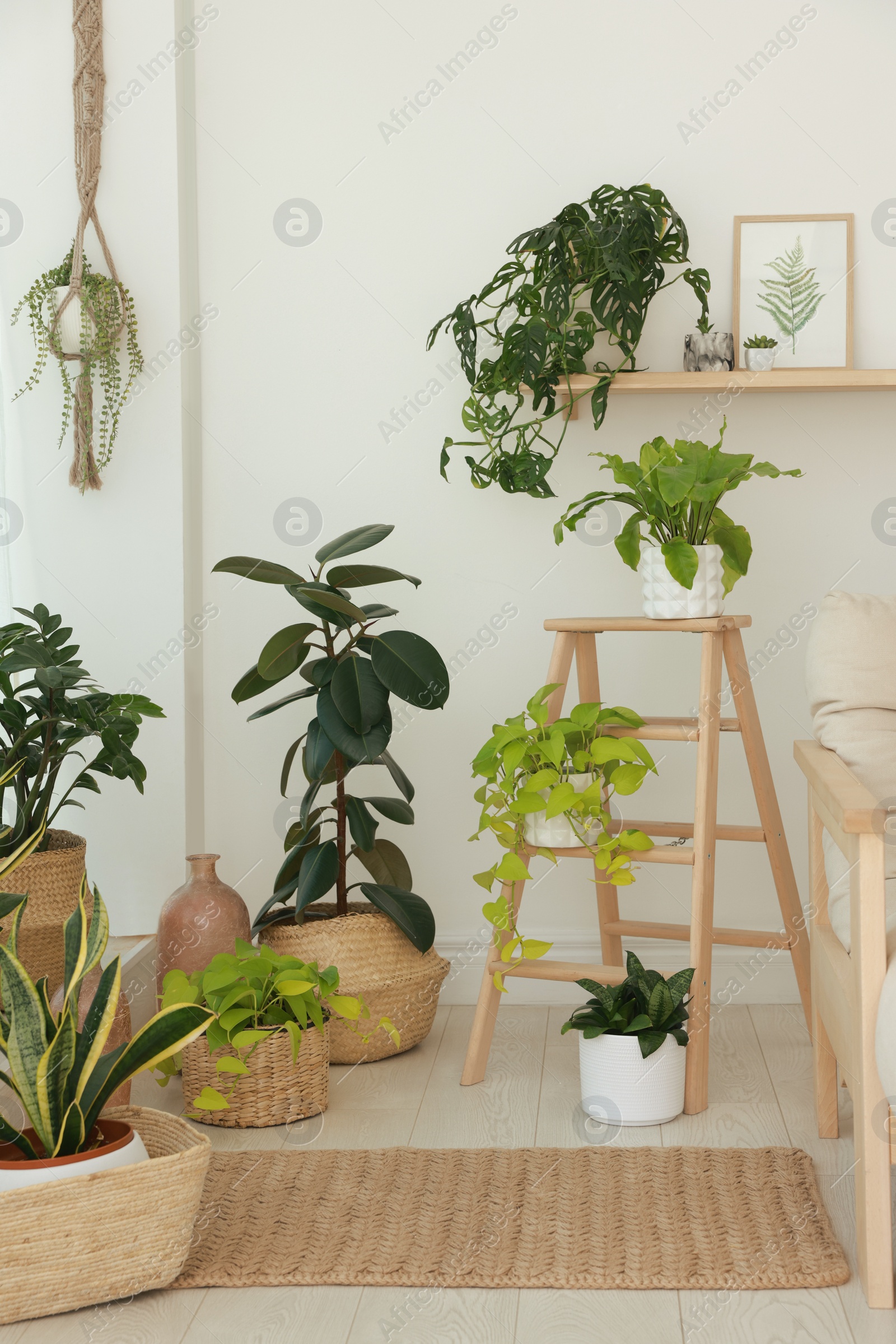 Photo of Many beautiful houseplants in light room. Interior design