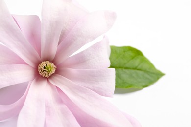 Beautiful pink magnolia flower with green leaf on white background, closeup