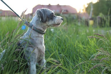 Photo of Cute dog with leash sitting in green grass outdoors, space for text