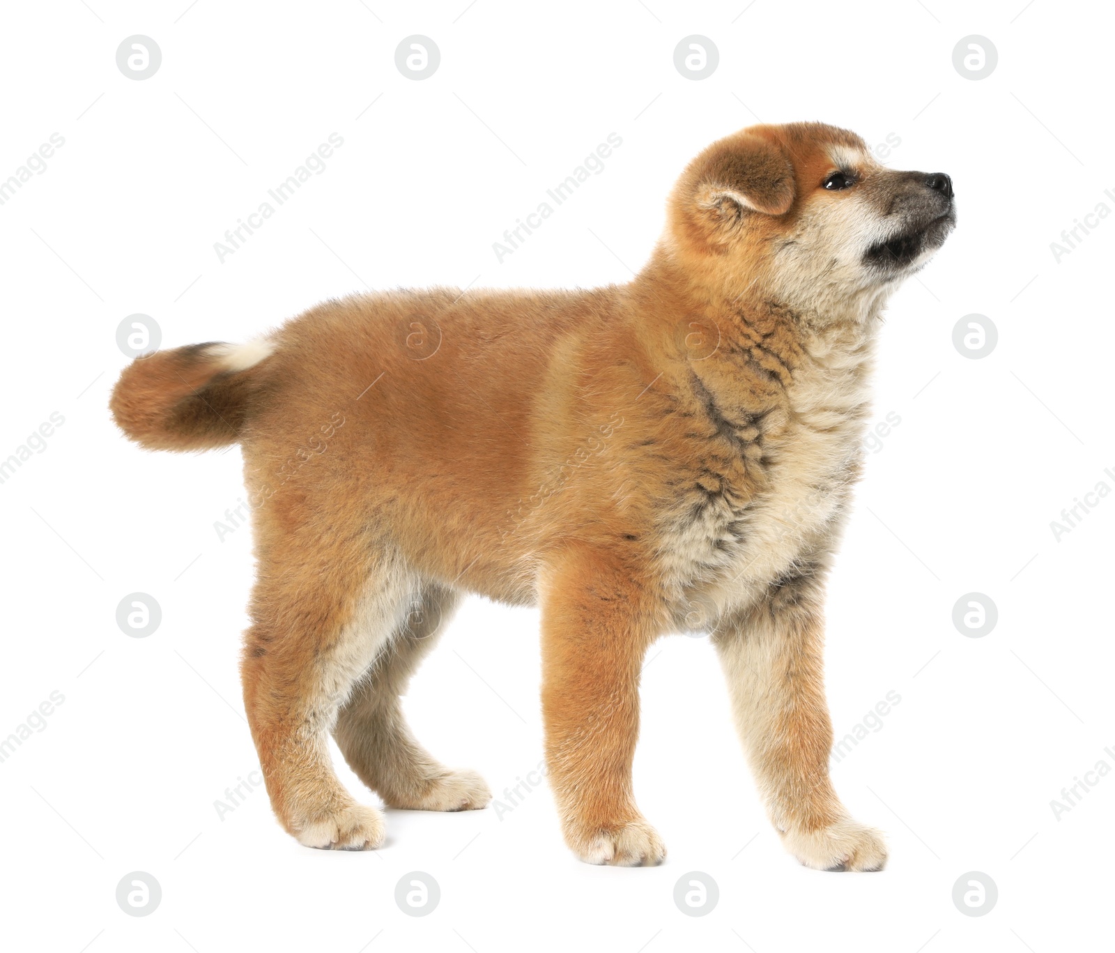 Photo of Cute Akita Inu puppy on white background. Baby animal