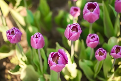 Blossoming tulips in field on sunny spring day