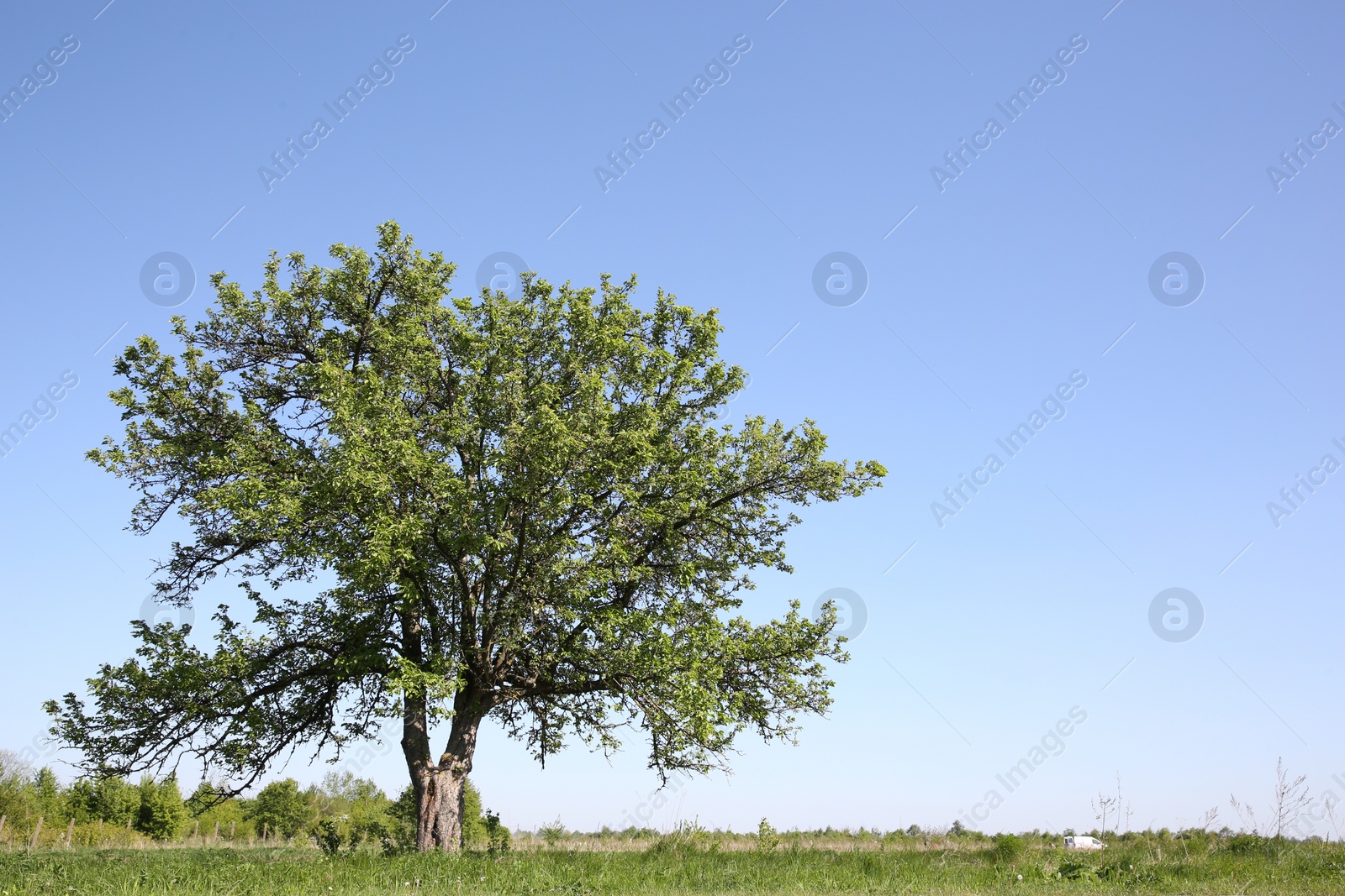 Photo of Beautiful tree growing outdoors on sunny day