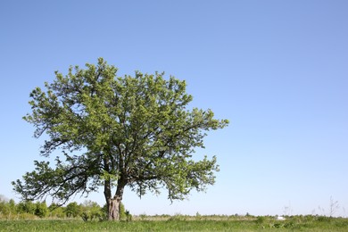 Photo of Beautiful tree growing outdoors on sunny day