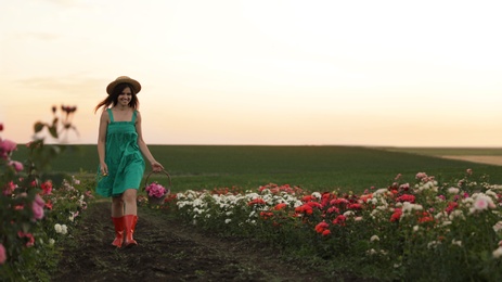 Woman with basket of roses in beautiful blooming field