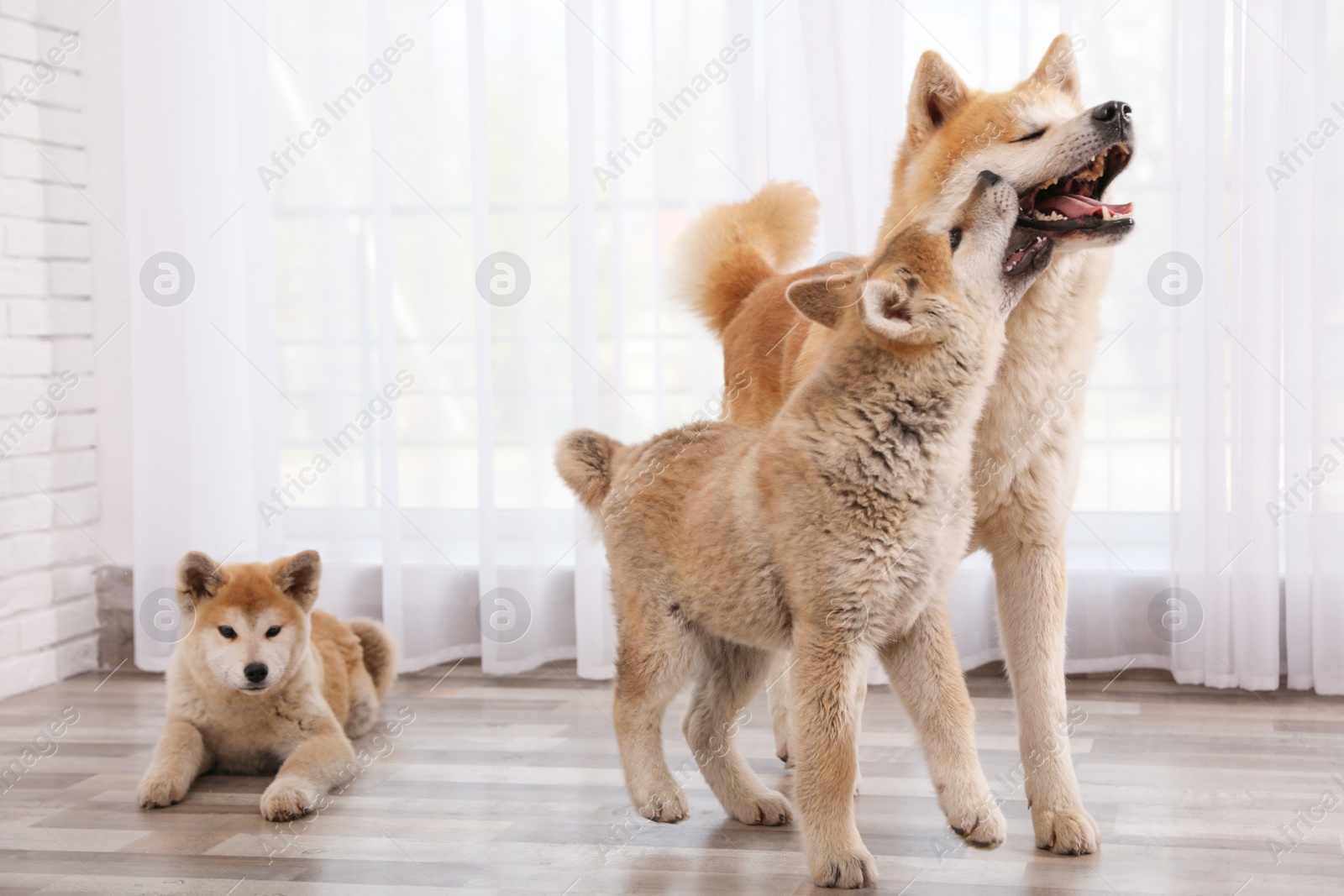 Photo of Adorable Akita Inu dog and puppies on floor indoors