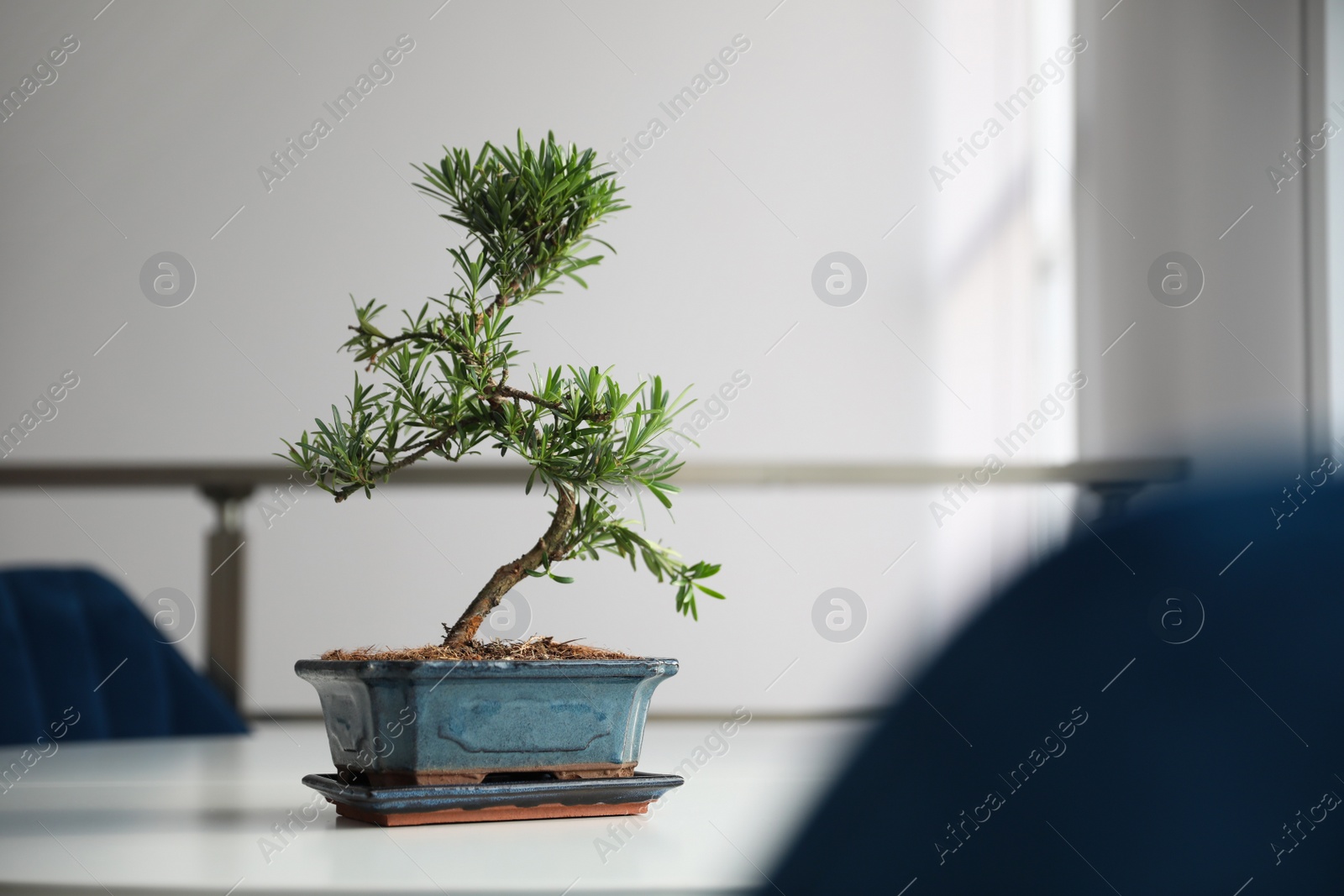 Photo of Japanese bonsai plant on light table indoors, space for text. Creating zen atmosphere at home