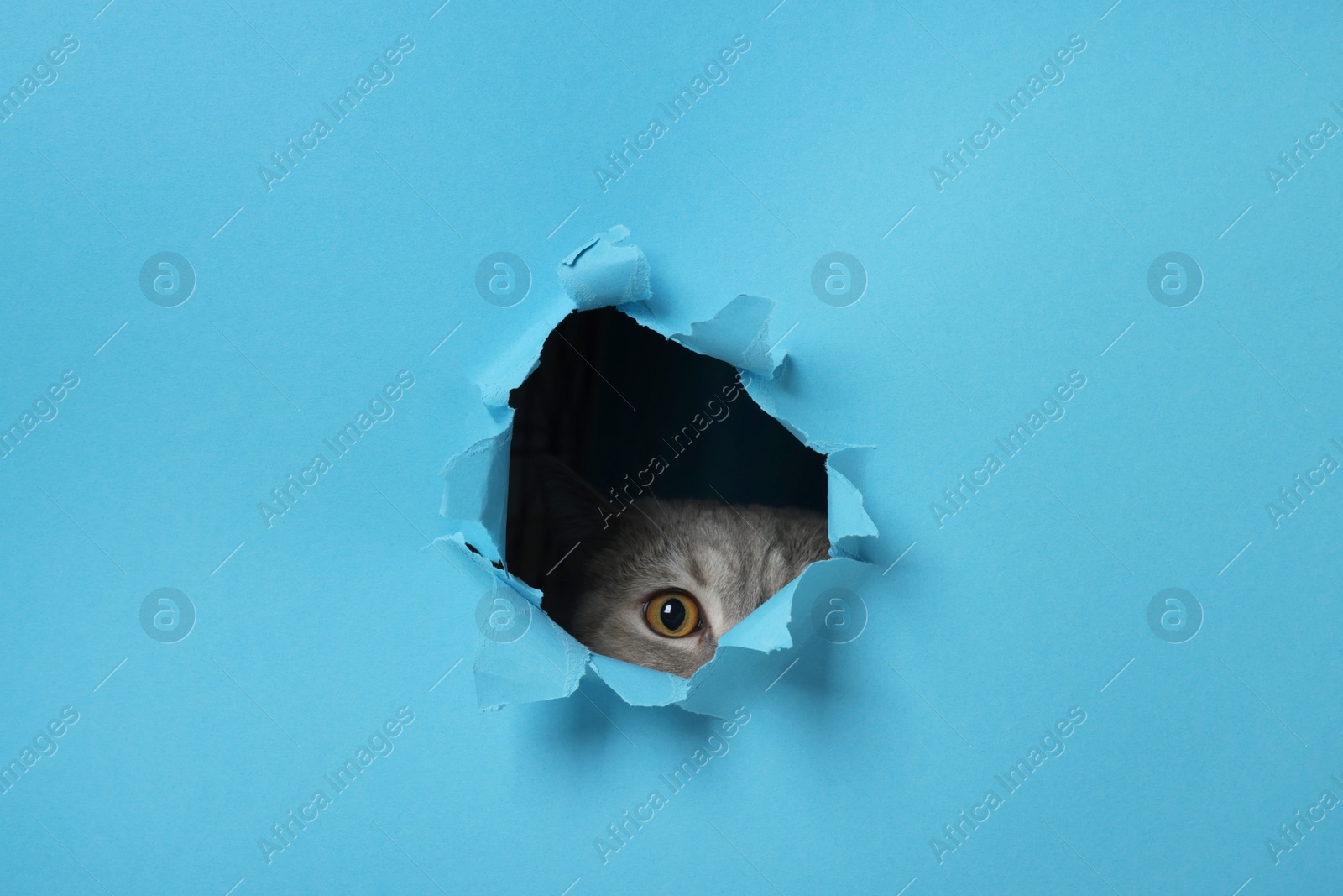 Photo of Cute cat looking through hole in light blue paper