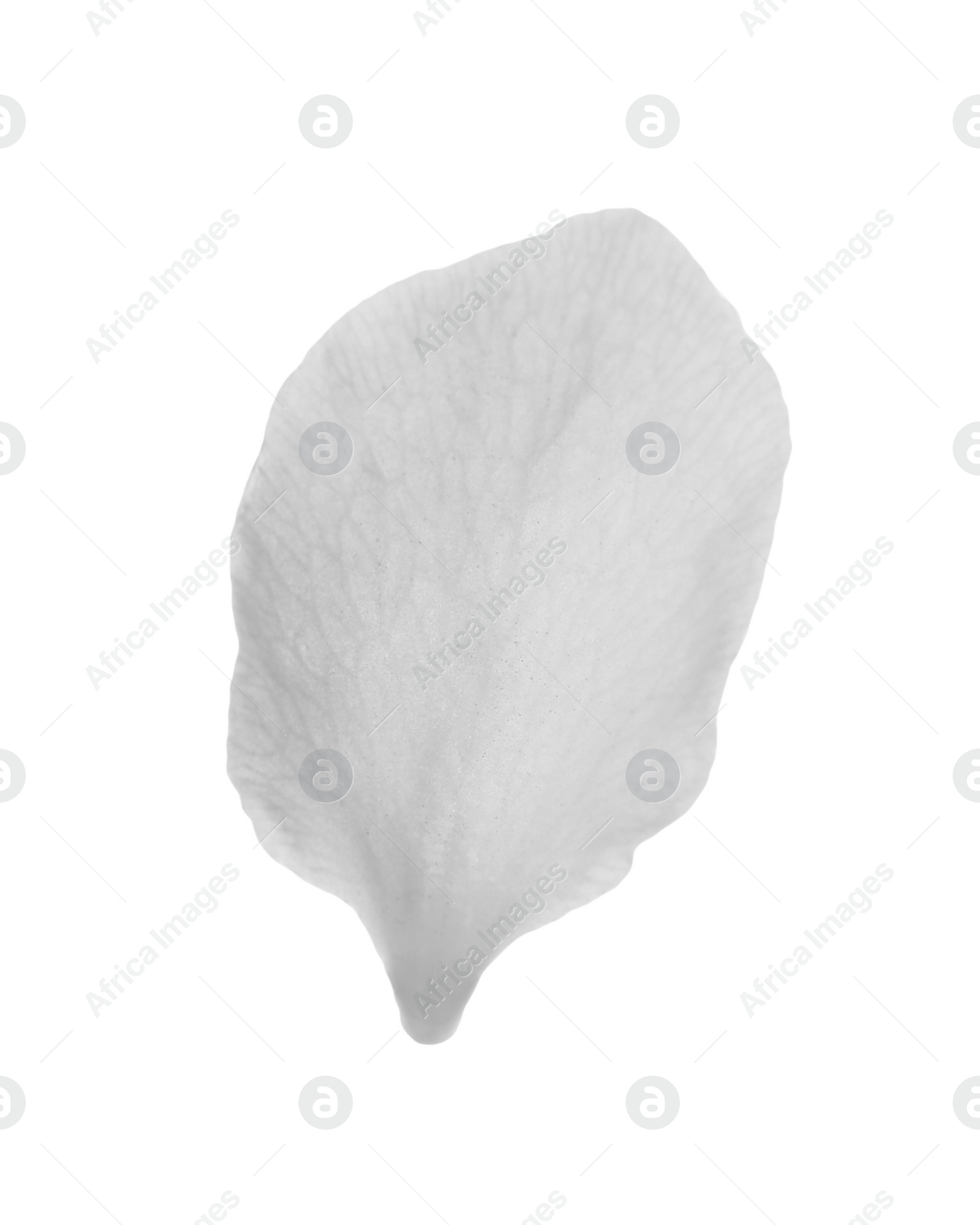 Photo of Beautiful flower petal of blossoming pear tree on white background