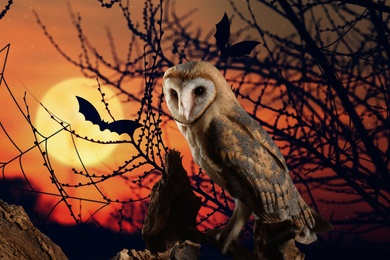 Owl in creepy forest with bats on full moon night