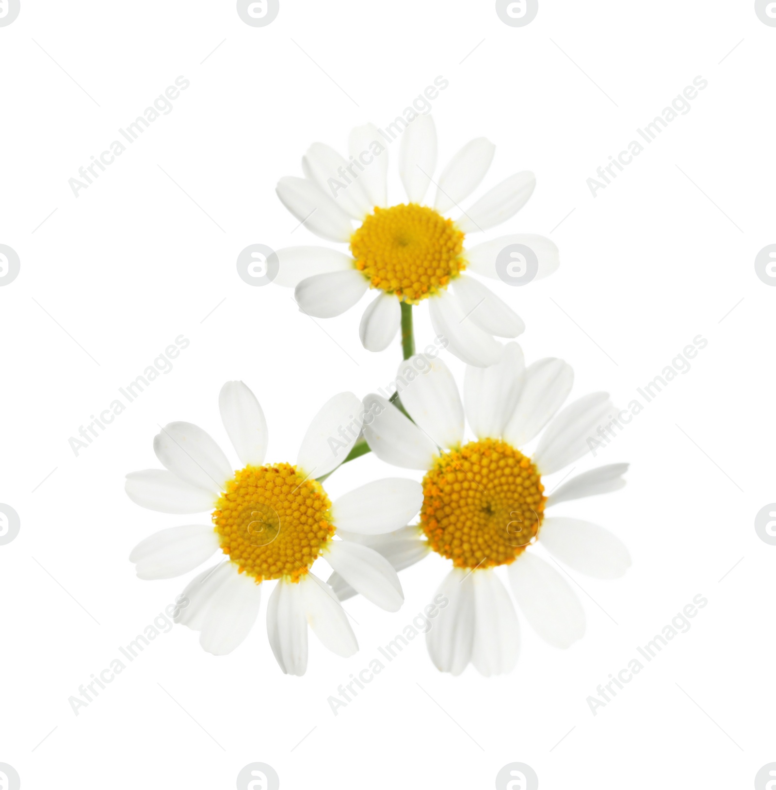 Photo of Blooming chamomiles isolated on white. Beautiful flowers