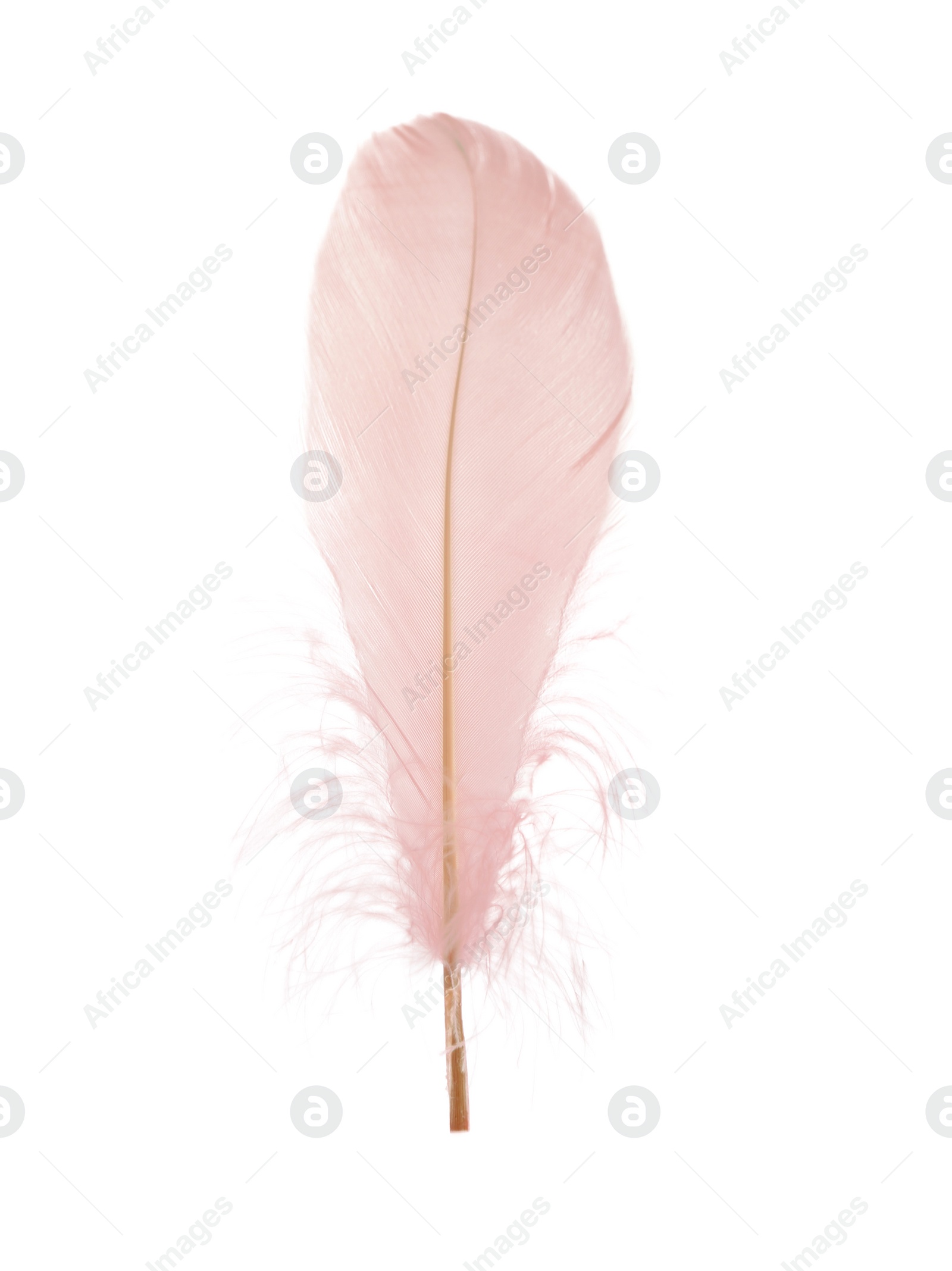 Photo of Beautiful delicate light pink feather isolated on white