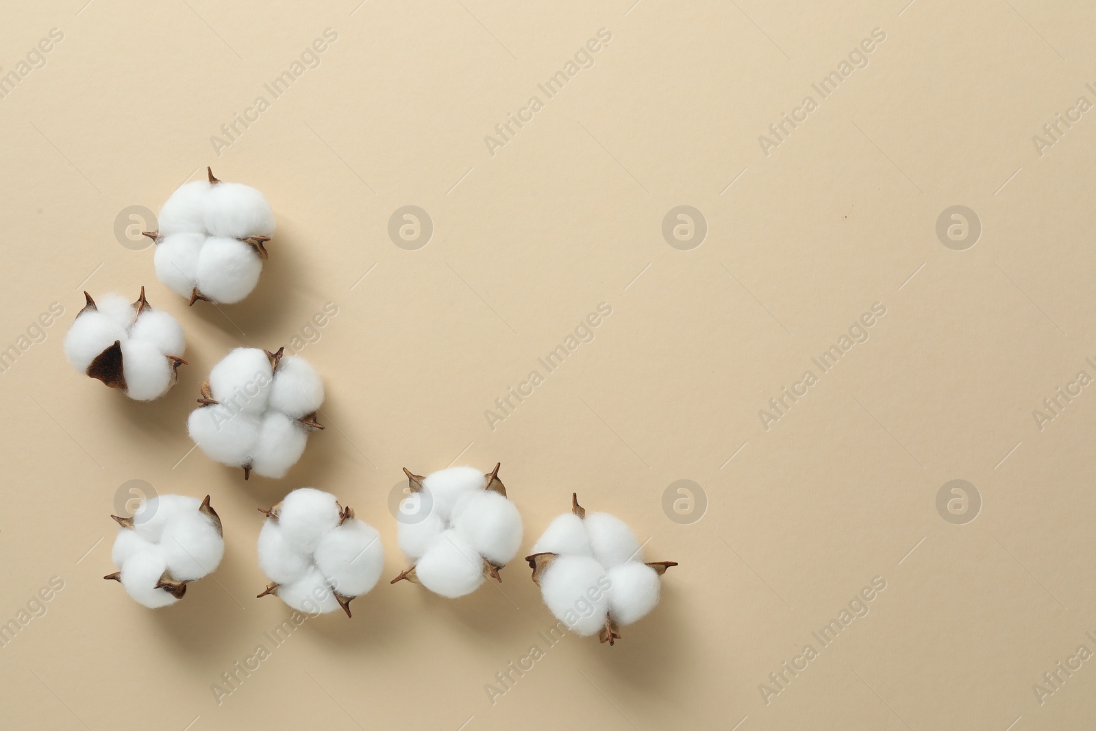 Photo of Fluffy cotton flowers on beige background, flat lay. Space for text